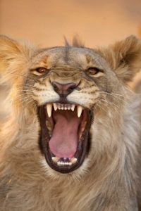 Africa, Namibia Male lion growling