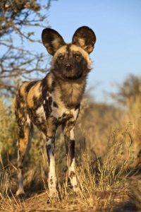 Africa, Namibia Wild dog close-up