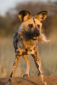 Africa, Namibia Wild dog close-up