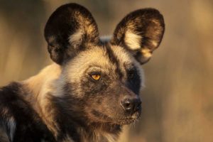 Africa, Namibia Wild dog portrait