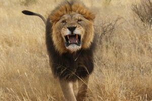 Africa, Namibia Aggressive male lion
