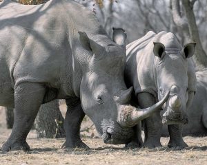Africa, Namibia White rhino mother and calf