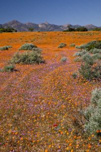 Wildflower season, Namaqua NP, South Africa