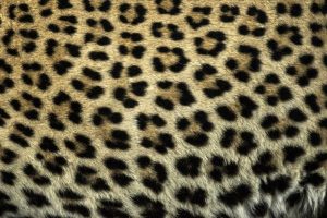 South Africa Close up of Leopard spots