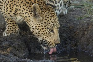 South Africa, Leopard drinking from a waterhole