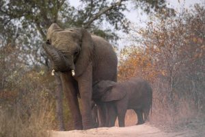 South Africa, Nursing baby elephant