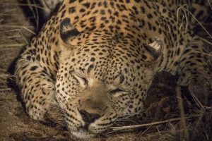 South Africa, Leopard sleeping at night