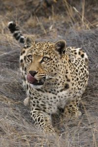 South Africa, Crouching leopard