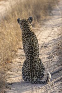 South Africa, Back of leopard sitting in road