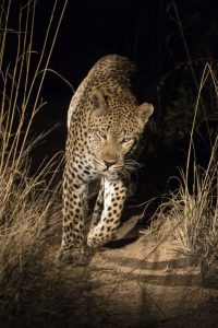 South Africa, Leopard walking trail at night
