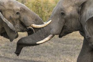 South Africa, Sparring elephants