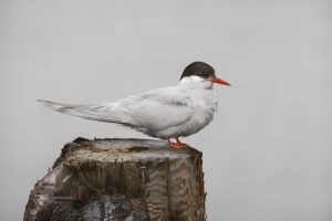 Antarctica, Grytviken Antarctic Tern on post