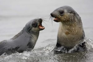 Antarctica Antarctic Fur Seals sparring