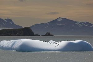 Antarctica, Chinstrap and gentoo penguins
