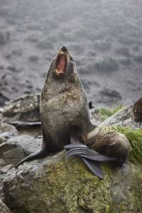 Antarctica, Elsehul Bay Antarctic fur seal yawns