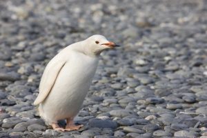 Antarctica, Salisbury Plain White gentoo penguin