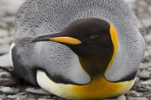 Antarctica, Salisbury Plain King penguin rests