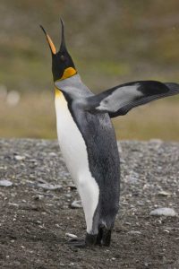 Antarctica, Salisbury Plain King penguin trumpts