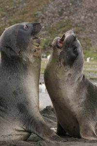 Antarctica, St Andrews Southern Elephant Seals