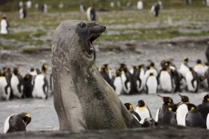 Antarctica, Aggressive Southern Elephant Seal