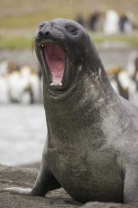 Antarctica A threatening Southern Elephant Seal