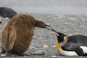 Antarctica King penguin Oakum Boy chick