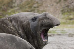Antarctica, St Andrews Southern Elephant Seal