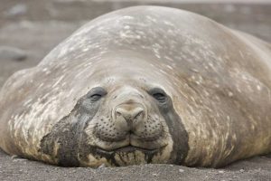 Antarctica, Livingston Is Southern elephant seal