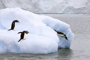 Antarctica, Neko Harbor One gentoo penguin leaps