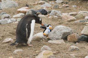 Antarctica, Neko Harbor Curious gentoo penguin