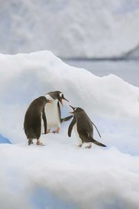 Antarctica, Neko Harbor Gentoo penguins quabble