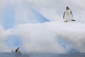 Antarctica Gentoo penguins on an iceberg