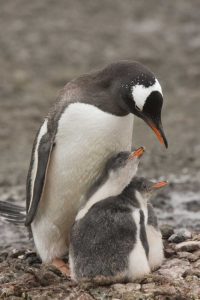 Antarctica, Aitcho Isl Gentoo penguin and chicks