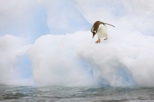 Antarctica, Gentoo penguin prepares to dive