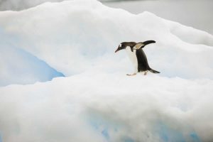 Antarctica A gentoo penguin on an iceberg