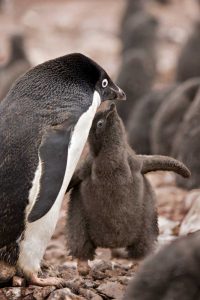Antarctica, Adelie penguin chick begs for food