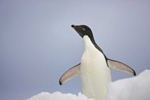 Antarctica, An adult Adelie penguin stretches