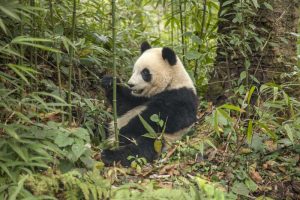 China, Chengdu Young giant panda eating