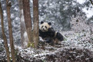 China Baby giant panda in snowfall