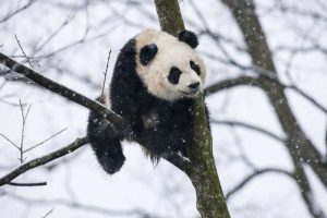 China, Chengdu Baby giant panda in tree