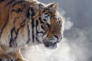 China, Harbin Siberian tiger portrait