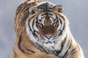 China, Harbin Siberian tiger in sub-zero weather