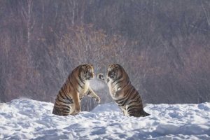 China, Harbin Sparing Siberian tigers