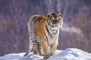 China, Harbin Siberian tiger in winter